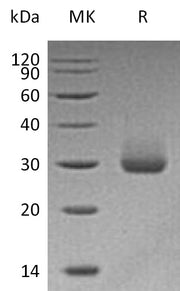 Recombinant Human KLK4 (C-6His)