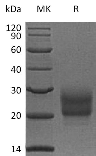 Recombinant Human NCR3 (C-6His)
