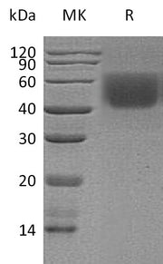 Recombinant Human B7-2 (C-6His)