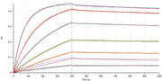 Recombinant Human/Cynomolgus CD28 (N-6His)