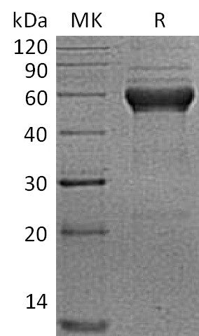 Recombinant Human ALK-1 (C-Fc)