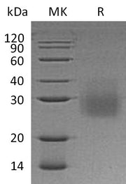 Recombinant Human HVEM (C-6His)