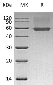 Recombinant Human AGER (C-6His)