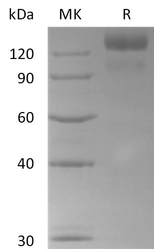 Recombinant Human BAI3 (C-6His)