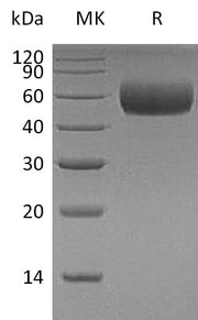 Recombinant Human ApoH (C-6His)