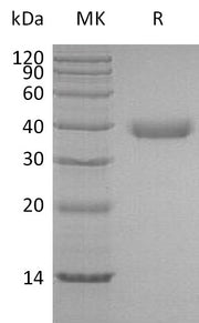 Recombinant Human Azurocidin (C-6His)