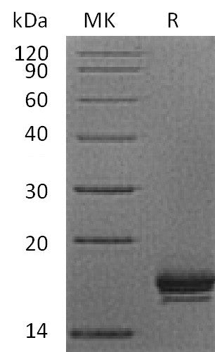 Recombinant Human CXCL9 (C-6His)