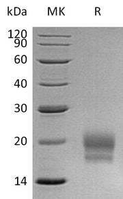 Recombinant Human CEACAM3 (C-6His)