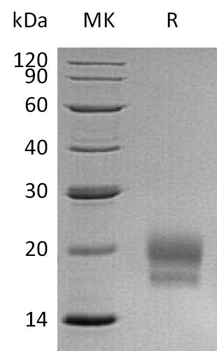 Recombinant Human CEACAM3 (C-6His)