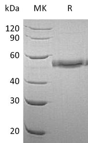 Recombinant Human CD177 (C-6His)