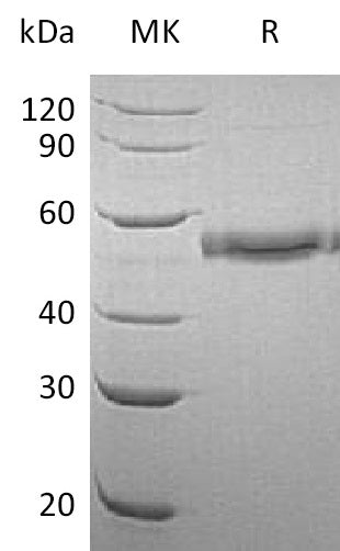 Recombinant Human CD177 (C-6His)