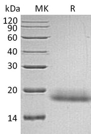 Recombinant Human CD99 (C-6His)