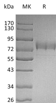 Recombinant Human Siglec-3 (C-Fc-6His)