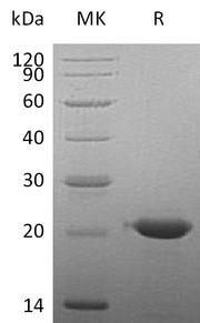 Recombinant Human CLEC3B (C-6His)