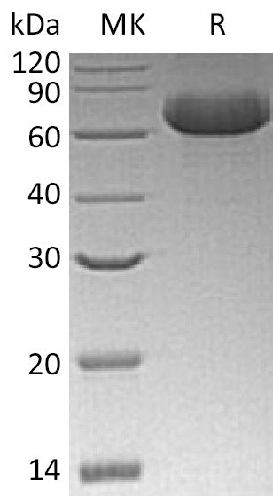 Recombinant Human GFRA2 (C-6His)