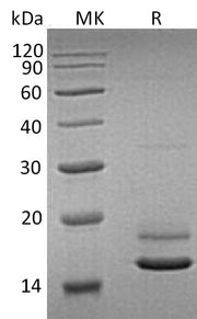 Recombinant Human ERMAP (C-6His)