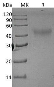 Recombinant Rat M-CSF