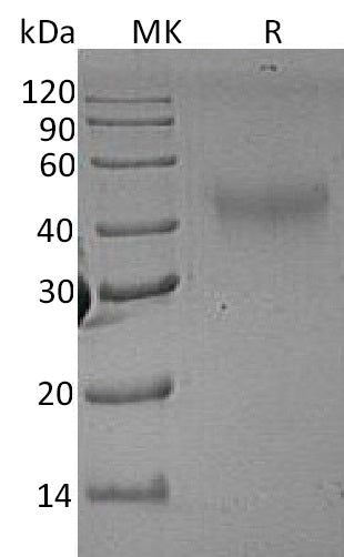 Recombinant Rat M-CSF
