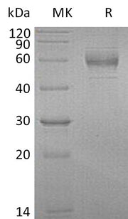 Recombinant Human GFRA1 (C-6His)