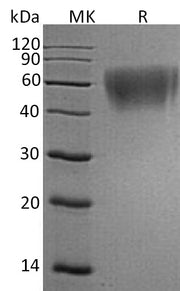 Recombinant Human B7-H2 (C-6His)