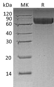 Recombinant Human LILRB2 (C-6His)