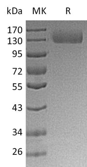 Recombinant Human ITGA5 (C-6His)
