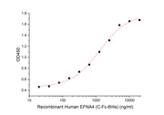 Recombinant Human EFNA4 (C-Fc-6His)