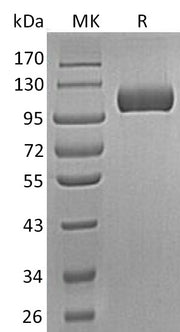 Recombinant Human SEMA5A (C-6His)