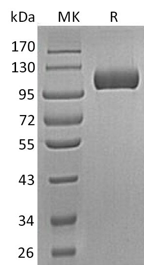 Recombinant Human SEMA5A (C-6His)