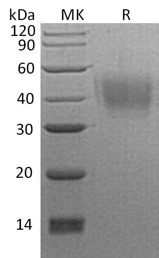 Recombinant Human NPTN (C-6His)