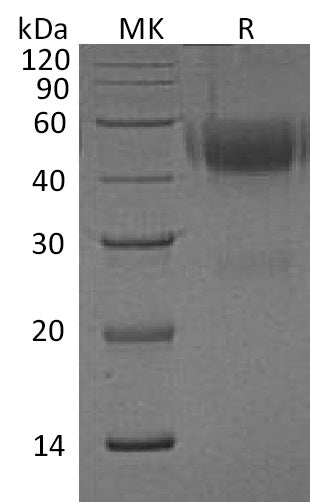 Recombinant Human NXPH1 (C-6His)