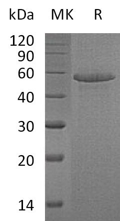 Recombinant Human Calmegin (C-6His)