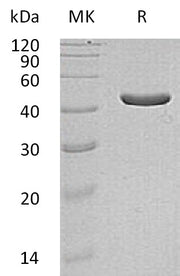 Recombinant Human IDH1 (C-6His, Mammalian)