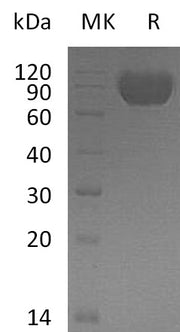 Recombinant Human MAG (C-6His)