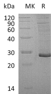 Recombinant Human PRG3 (C-6His)