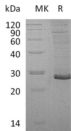 Recombinant Human PRG3 (C-6His)