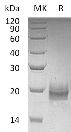 Recombinant Human TFF2 (C-6His)