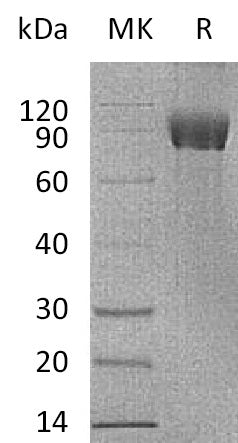 Recombinant Human IL-1RAPL1 (C-Fc)