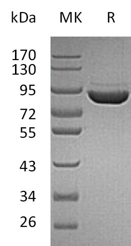 Recombinant Human F13A (C-6His)