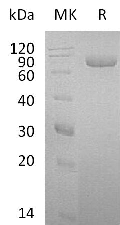 Recombinant Human LTF (C-6His)