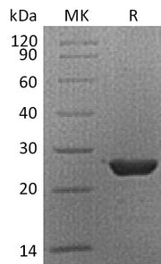 Recombinant Human HMGB3 (C-6His)