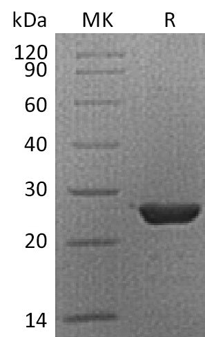 Recombinant Human HMGB3 (C-6His)