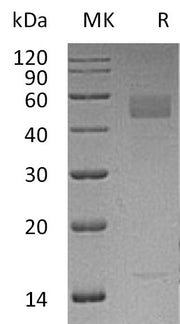 Recombinant Human INHBC (C-6His)