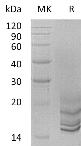 Recombinant Human GNRH2 (C-6His)