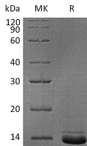 Recombinant Human NPY (C-6His)