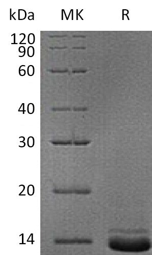 Recombinant Human NPY (C-6His)