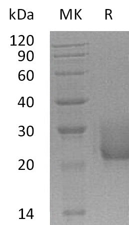 Recombinant Human CEACAM7 (C-6His)
