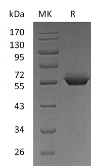 Recombinant Human BTN3A1 (C-Fc)