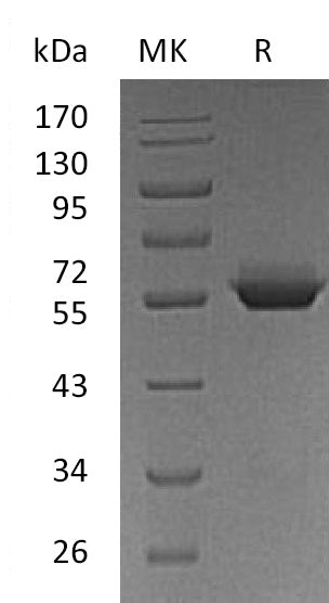 Recombinant Human BTN3A1 (C-Fc)