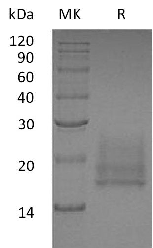 Recombinant Human CEACAM8 (C-6His)